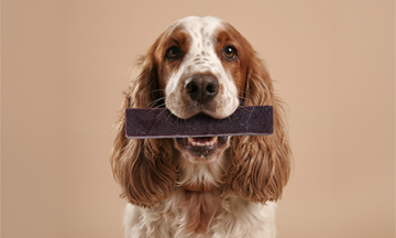 7 Reasons to Switch Your Dog to Natural Yak Chews