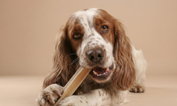 The New Pet Parent's Guide to Dog Chews: What's Safe, What's Not