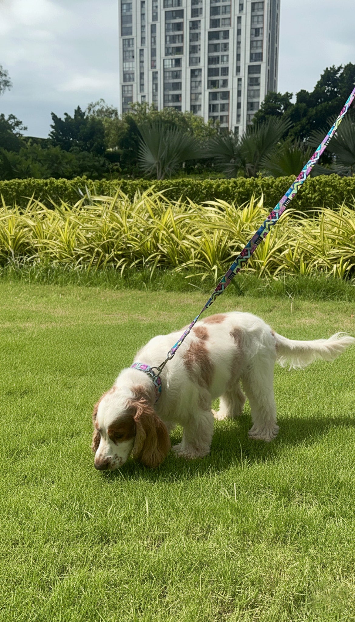 The Science of a Good Sniff: Why Dogs Love Smelly Things