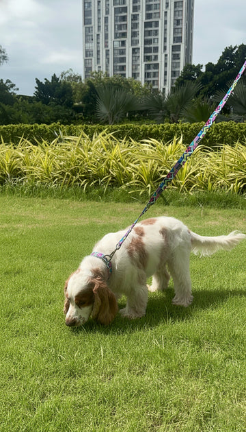 The Science of a Good Sniff: Why Dogs Love Smelly Things