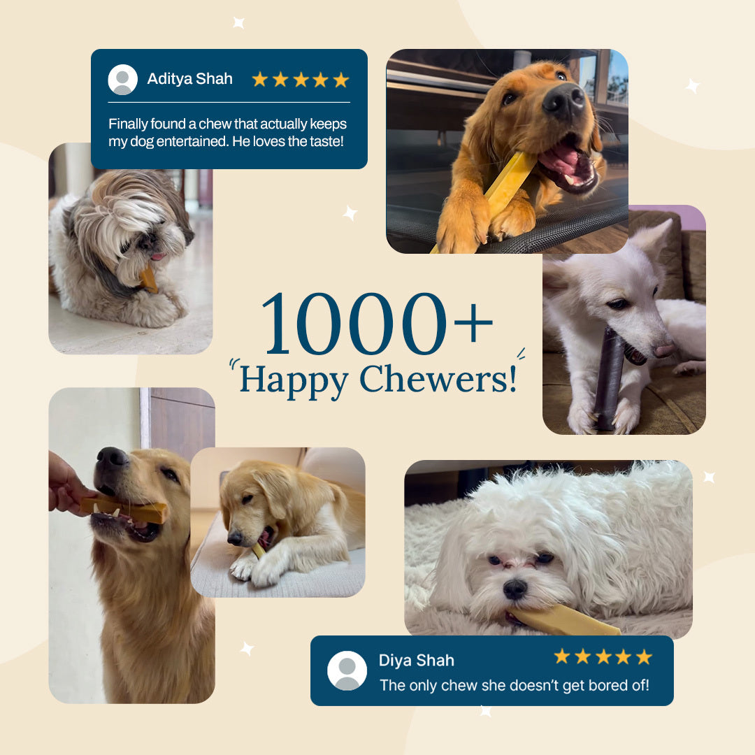 Blueberry Himalayan Yak Chews for Puppies & Dogs