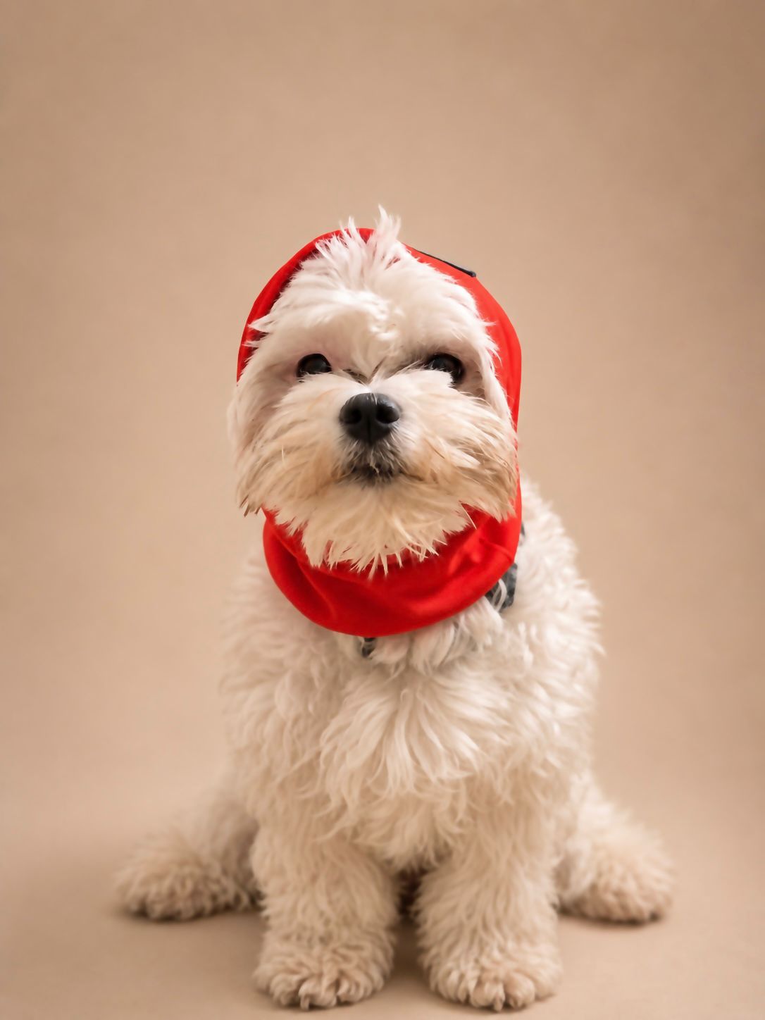 Dog Snood | Ear Muffler & Warmer for Puppies & Dogs